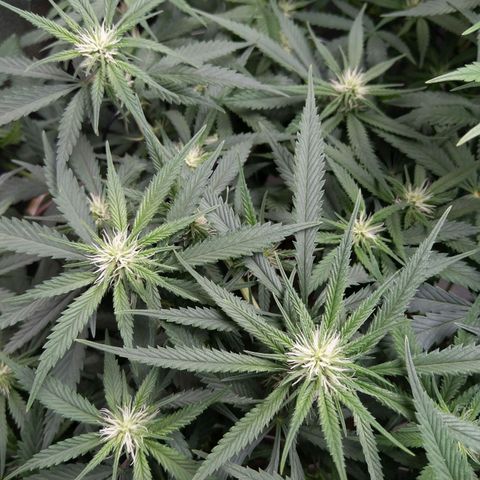 Inzane | Nepal growlog photo: Inzane in the membrane darker green