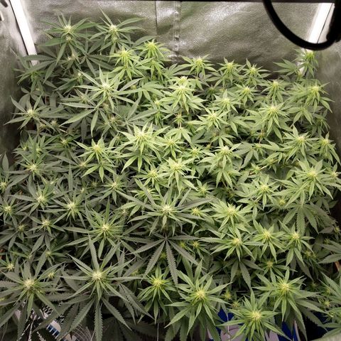 Inzane | Nepal growlog photo: Wakey wakey looking good