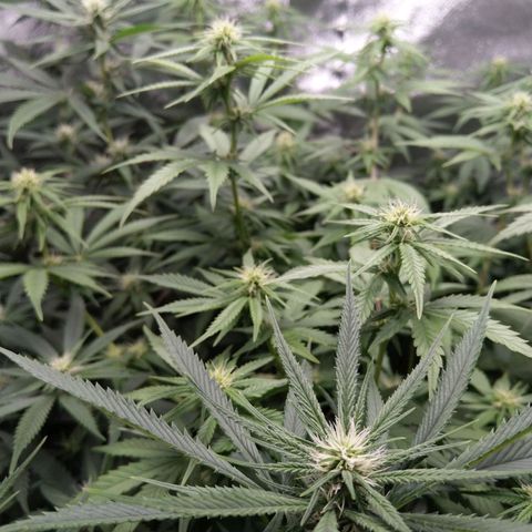 Inzane | Nepal growlog photo: Buds taking shape