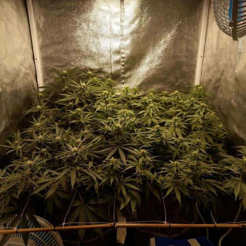 Inzane | Nepal growlog photo: Buds taking shape