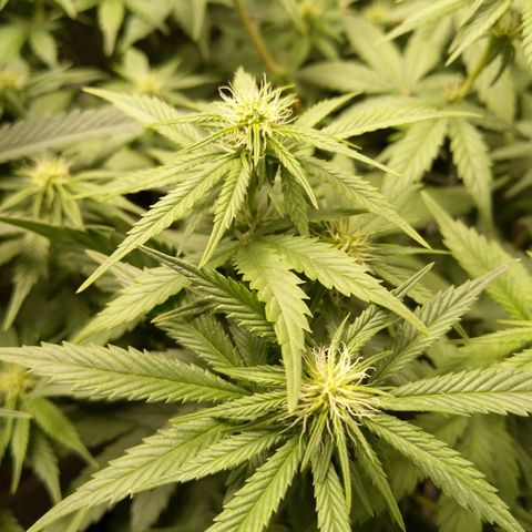 Inzane | Nepal growlog photo: Buds taking shape