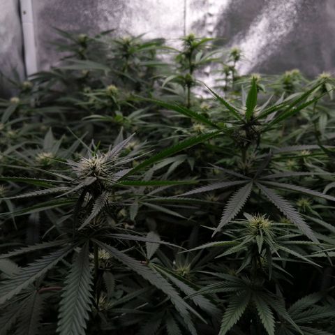 Inzane | Nepal growlog photo: Buds taking shape