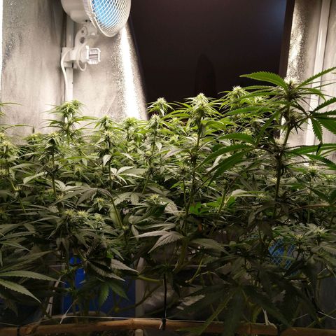 Inzane | Nepal growlog timeline photo