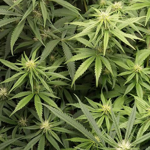 Inzane | Nepal growlog photo: Just before bedtime.2hrs loadshedding affected light.