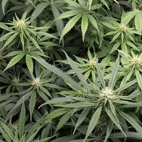 Inzane | Nepal growlog photo: Just before bedtime.2hrs loadshedding affected light.