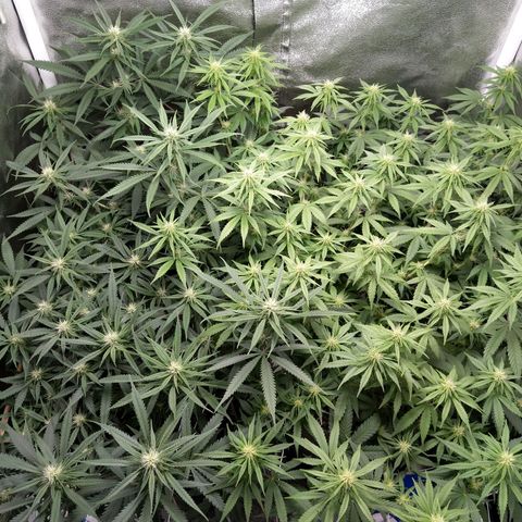 Inzane | Nepal growlog photo: Just before bedtime.2hrs loadshedding affected light.