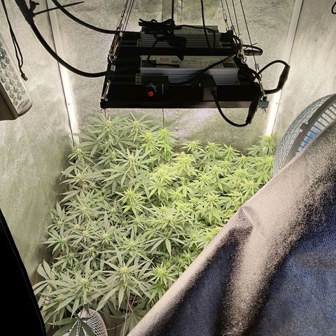 Inzane | Nepal growlog photo: Just before bedtime.2hrs loadshedding affected light.