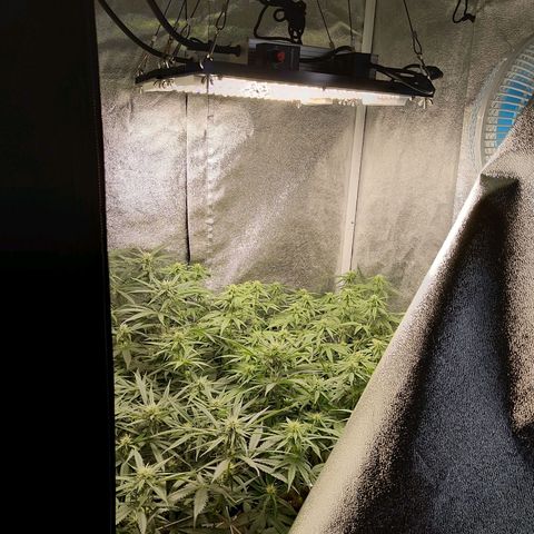 Inzane | Nepal growlog photo: Just before bedtime.2hrs loadshedding affected light.