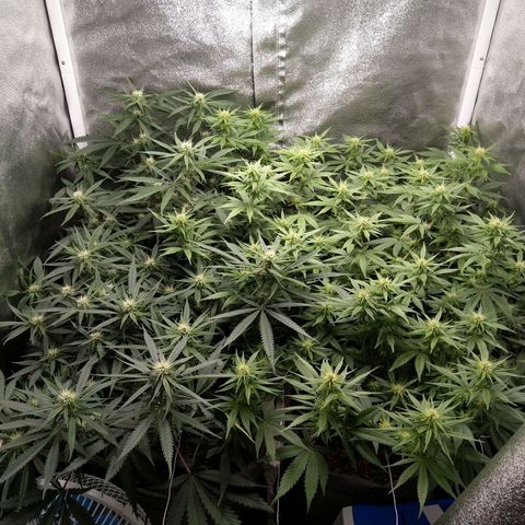 Inzane | Nepal growlog timeline photo
