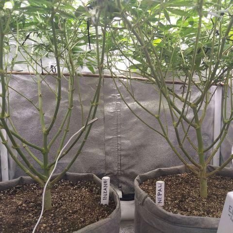 Inzane | Nepal growlog timeline photo