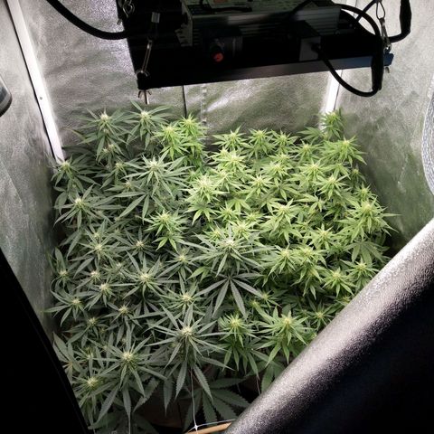 Inzane | Nepal growlog photo: Looks good vut deficiency dtarting to show...
