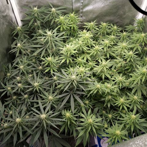 Inzane | Nepal growlog photo: Looks good vut deficiency dtarting to show...