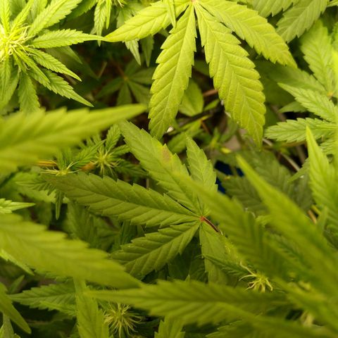 Inzane | Nepal growlog photo: Potassium deficiency?