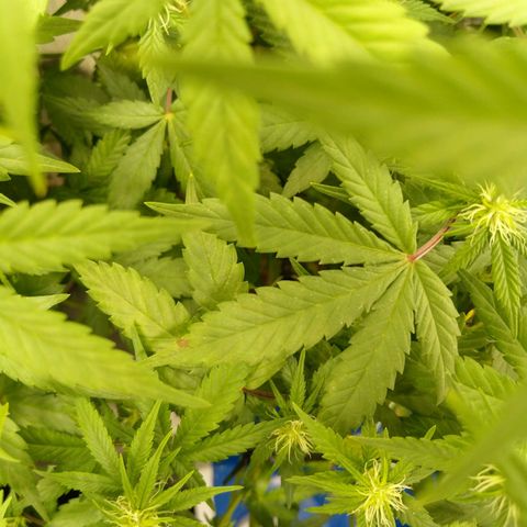 Inzane | Nepal growlog photo: Potassium deficiency?