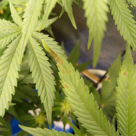 Inzane | Nepal growlog photo: Potassium deficiency?
