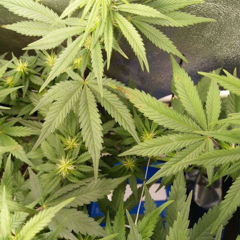 Inzane | Nepal growlog photo: Potassium deficiency?