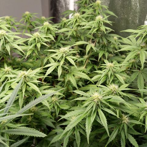 Inzane | Nepal growlog timeline photo
