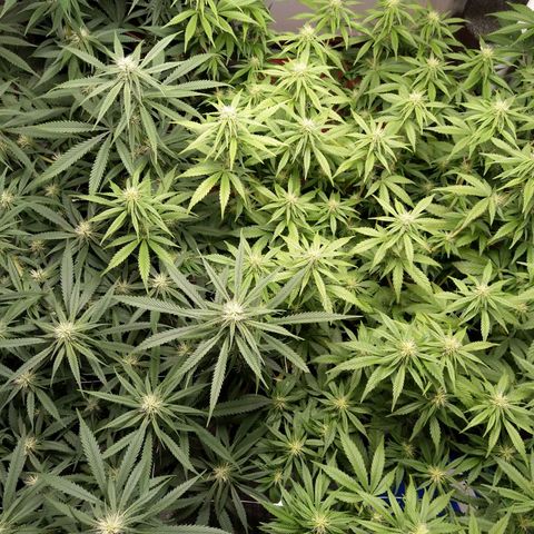 Inzane | Nepal growlog timeline photo