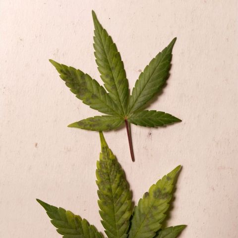 Inzane | Nepal growlog photo: Deficiency