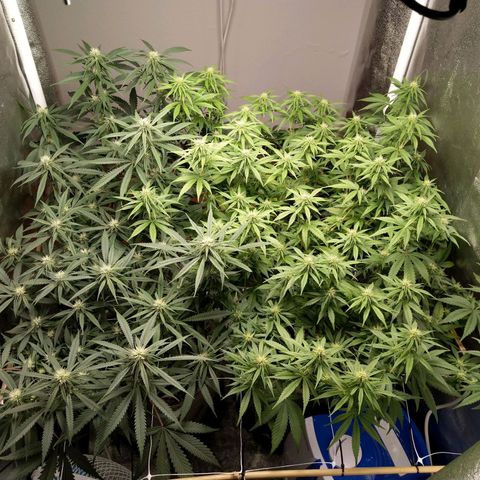 Inzane | Nepal growlog timeline photo