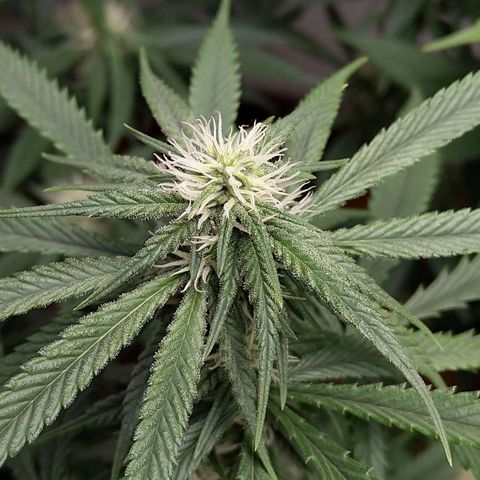 Inzane | Nepal growlog timeline photo