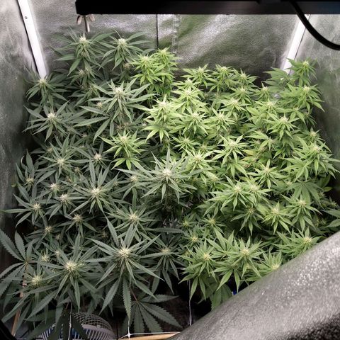 Inzane | Nepal growlog timeline photo