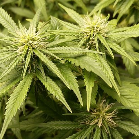 Inzane | Nepal growlog photo: Deficiency still very much prevalent,Inzane doing well. Trichrome production ramping up - no real smell yet