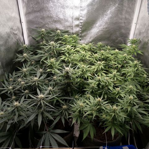 Inzane | Nepal growlog photo: Deficiency still very much prevalent,Inzane doing well. Trichrome production ramping up - no real smell yet