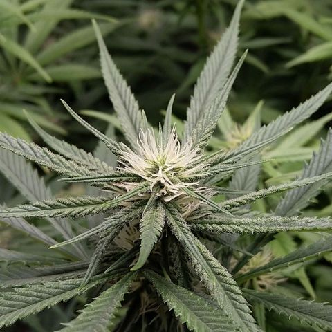 Inzane | Nepal growlog photo: Deficiency still very much prevalent,Inzane doing well. Trichrome production ramping up - no real smell yet
