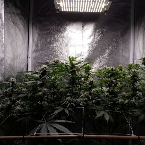 Inzane | Nepal growlog timeline photo