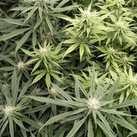 Inzane | Nepal growlog timeline photo