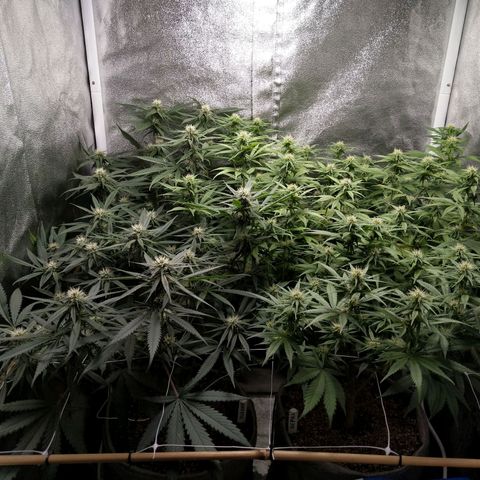 Inzane | Nepal growlog timeline photo