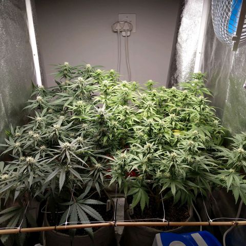 Inzane | Nepal growlog photo: Looks good at lights on