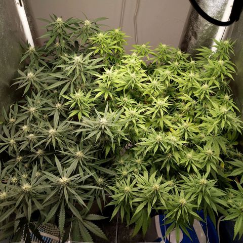 Inzane | Nepal growlog photo: Looks good at lights on