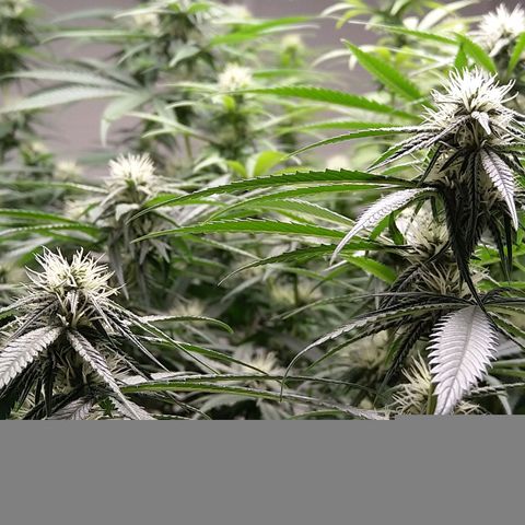 Inzane | Nepal growlog timeline photo