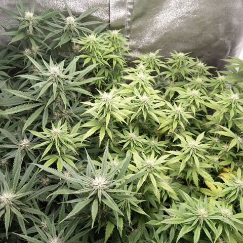 Inzane | Nepal growlog timeline photo