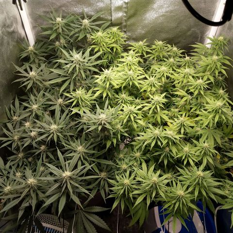 Inzane | Nepal growlog timeline photo