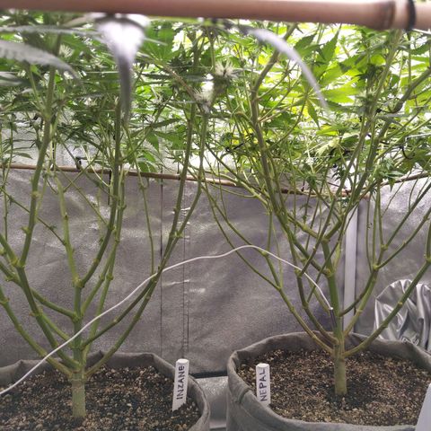 Inzane | Nepal growlog timeline photo