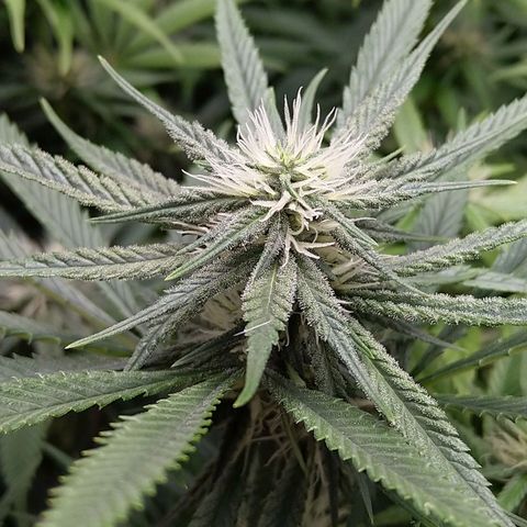 Inzane | Nepal growlog timeline photo