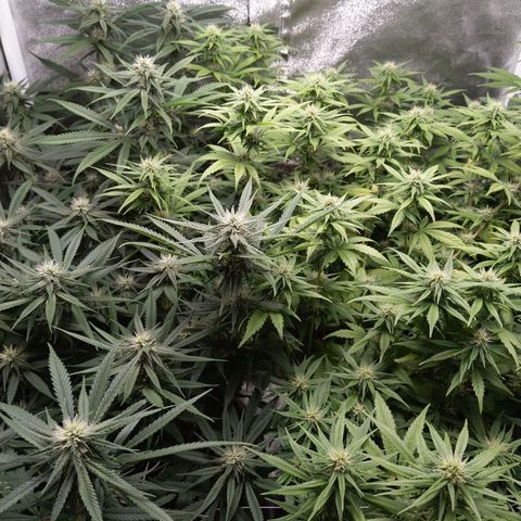 Inzane | Nepal growlog timeline photo