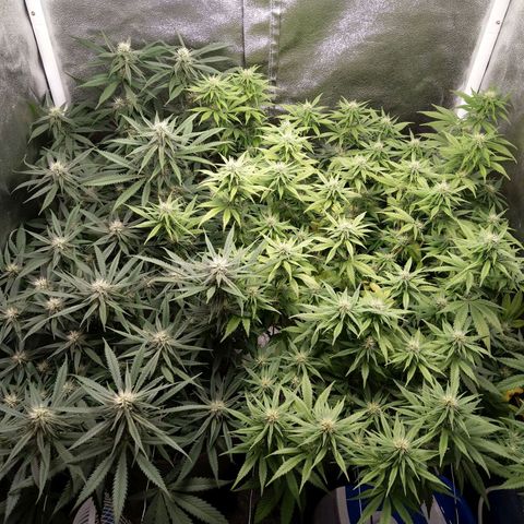 Inzane | Nepal growlog timeline photo