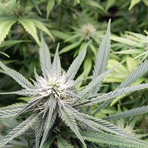 Inzane | Nepal growlog photo: Negative pressure af,fed before lights out,new inline fan making them drink more than previous