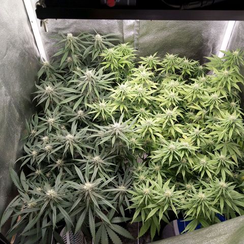 Inzane | Nepal growlog photo: Negative pressure af,fed before lights out,new inline fan making them drink more than previous