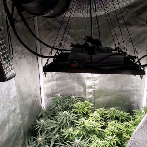 Inzane | Nepal growlog photo: Negative pressure af,fed before lights out,new inline fan making them drink more than previous