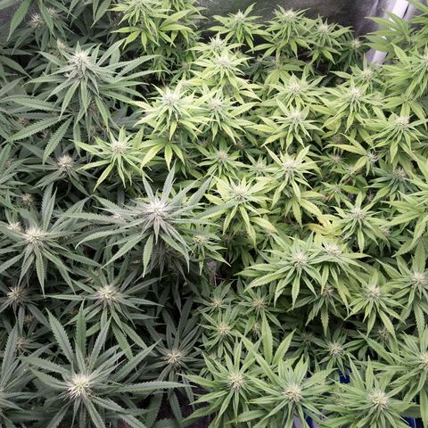 Inzane | Nepal growlog photo: Negative pressure af,fed before lights out,new inline fan making them drink more than previous