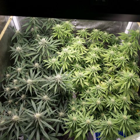 Inzane | Nepal growlog timeline photo