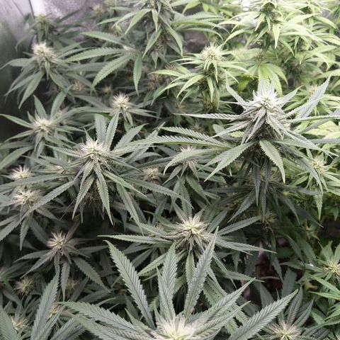 Inzane | Nepal growlog timeline photo