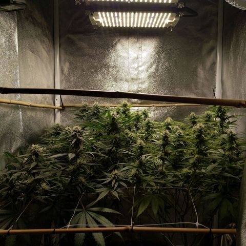 Inzane | Nepal growlog timeline photo