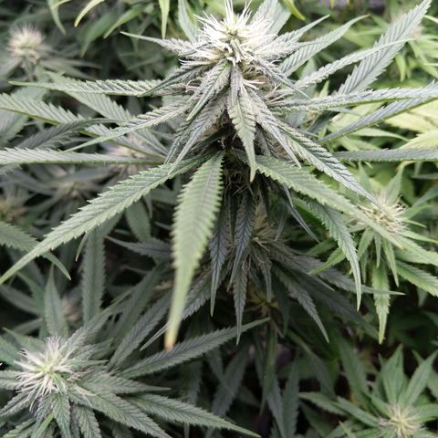 Inzane | Nepal growlog timeline photo