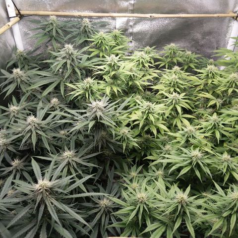 Inzane | Nepal growlog timeline photo